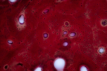 Connective tissue human and Striated muscle human under the microscope in Lab.