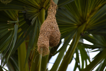 Fototapeta na wymiar close up of a palm tree