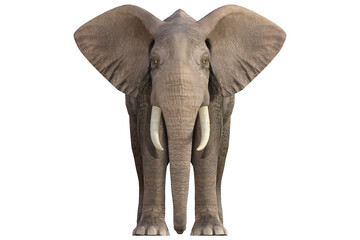 Fototapeta na wymiar elephant isolated on tranparent