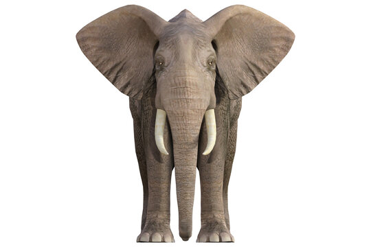 elephant isolated on tranparent