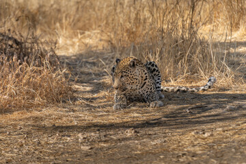 a leopard searching for prey in the grasslands of Namibia's Kalahari Desert