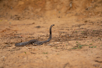 The cobra is the common name of some elapids able to widen the ribs to form the famous hood.