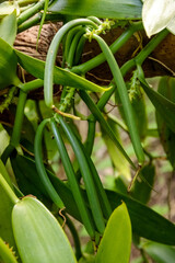 Gousse de vanille sur le plant