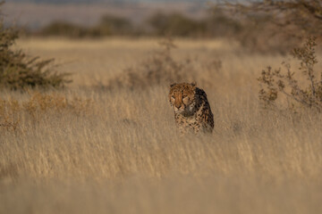 A cheetah searching for prey in the grasslands of the Kalahari Desert in Namibia.