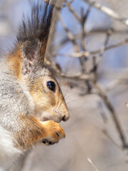 The squirrel with nut sits on tree in the winter or late autumn. Portrait of the squirrel close-up