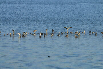 Naklejka premium flock of pelican