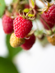 Fresh Organic Raspberries on Branch 