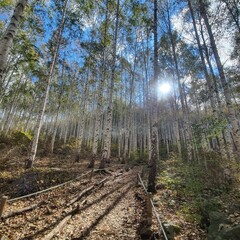 birch forest in autumn
