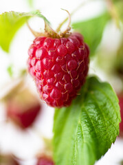 Fresh Organic Raspberries on Branch 