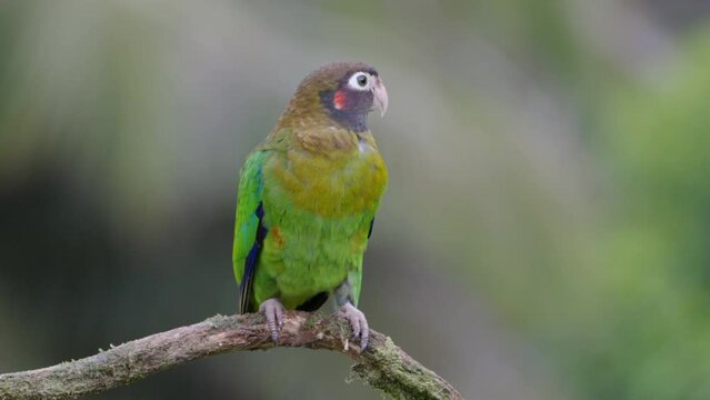 a slow motion clip of brown-hooded parrot perched on a branch and facing the camera at boca tapada in costa rica