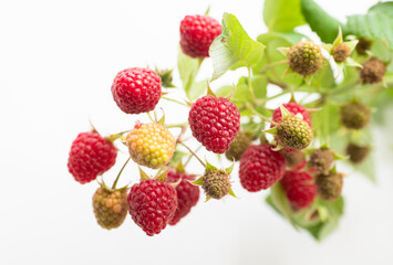 Fresh Organic Raspberries on Branch 