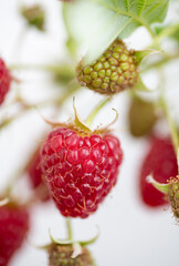 Red Raspberries Growing on Branch