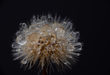 Close up of Dandelion with Water Drops 