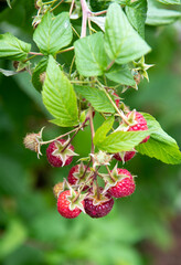 Red Raspberries Growing on Branch