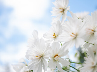 White Cosmos Flowers Growing Outside and Bees Flying Around