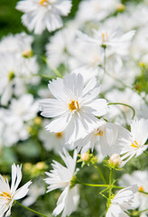 White Cosmos Flowers Growing Outside and Bees Flying Around