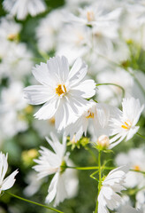White Cosmos Flowers Growing Outside and Bees Flying Around