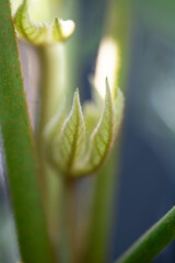 Close up of leaf of Variegated Fatsia Japonica Plant