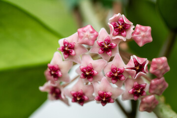 Close up of Hoya Obovata's Pink Flowers