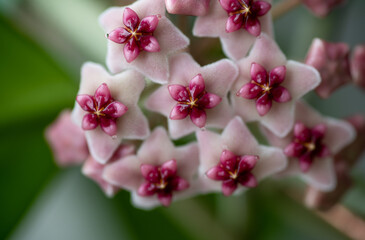 Fototapeta na wymiar Close up of Hoya Obovata's Pink Flowers