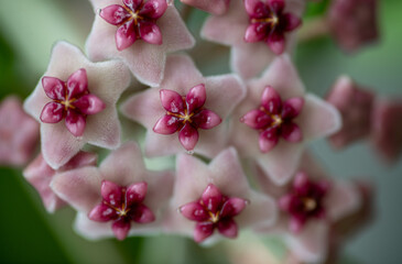 Close up of Hoya Obovata's Pink Flowers