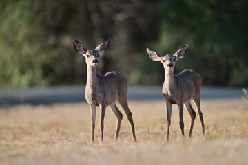 Columbian black-tailed deer aka  Odocoileus hemionus columbianus