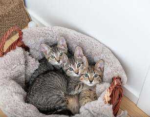 Adorable Young Kittens Relaxing in Basket - 530716470