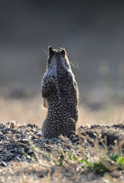 Pocket Gopher Guarding His Pocket 