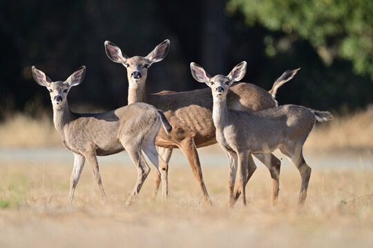 Columbian black-tailed deer aka  Odocoileus hemionus columbianus