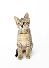 Fototapeta premium Young Short haired Tabby Kitten on White Background