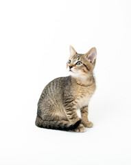 Young Short haired Tabby Kitten on White Background