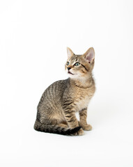 Young Short haired Tabby Kitten on White Background