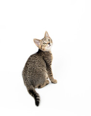 Young Short haired Tabby Kitten on White Background