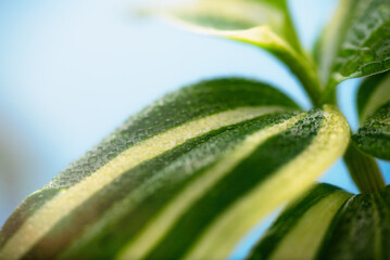 White Stripe Tradescantia Plant on Blue Background
