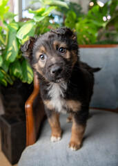 Young Mixed Breed Puppy on Blue Vintage Chair