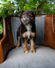 Young Mixed Breed Puppy on Blue Vintage Chair