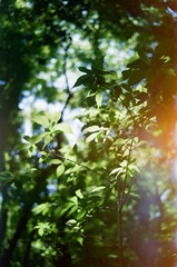 serene forest