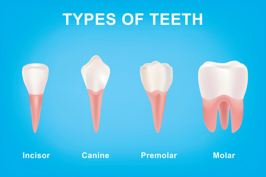 Different Types of Teeth from Canine and Incisor to Molar and Premolar