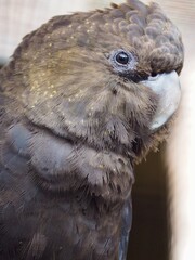 A closeup portrait of a splendid dazzling female Glossy Black-Cockatoo in outstanding beauty.