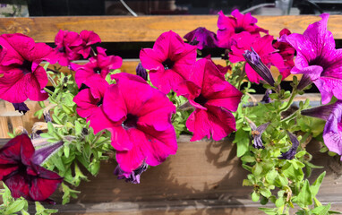 Beautiful bougainvillea flowers illuminated by afternoon sun