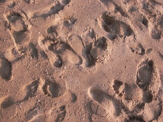 sandy beach footprints