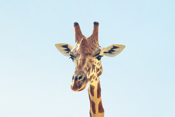 giraffe's head in a clear blue sky