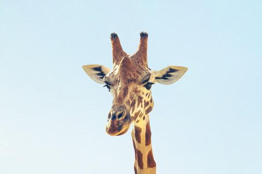 giraffe's head in a clear blue sky © Abdul