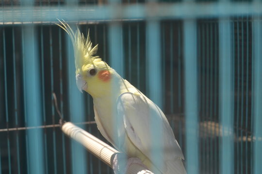 A yellow falk with orange markings on its cheeks is in a blue cage