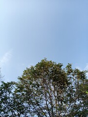 leafy trees and clouds in the morning