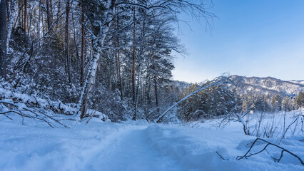 The path is trampled in the snow. Snowdrifts on the roadsides. A tree covered with a layer of snow bent over the pathway. Mountains against a clear blue sky. Altai