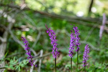 Orchis mascula flower growing in meadow, close up