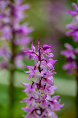 Fototapeta premium Orchis mascula flower growing in meadow, close up