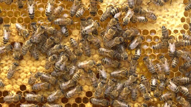 Honeycomb with capped worker brood and honey cells. Capped Worker Brood Comb with Heater Bee cells CloseUp. Reproduction of Honey Bee. A honey bee colony, a honeycomb close up, beehive, beekeeping