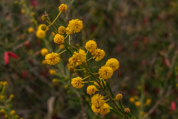 Obraz premium Wattle